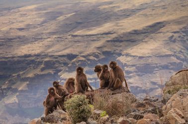Babouins gelada au parc national du Simien
