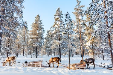 Chiens de traineau en Laponie finlandaise 