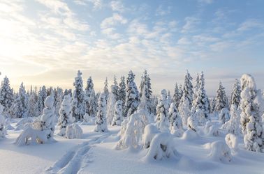 Le parc national du Riisitunturi