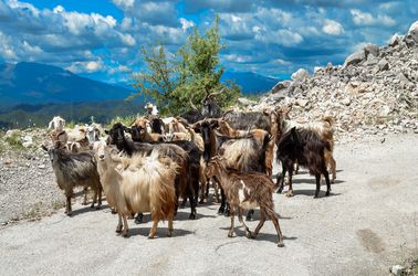 Des chèvres dans les montagnes Tzoumerka