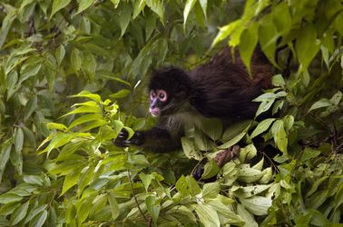 Singe araignée au Tikal