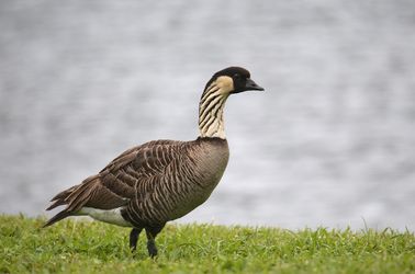 Nene, l'oie emblématique d'Hawaï