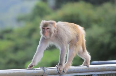 Macaques du parc de Kam Shan 
