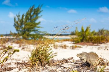 Little Water Cay ou l'île aux iguanes