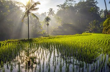 Des rizières à Bali 