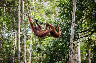 Les orangs-outans de Bukit Lawang 
