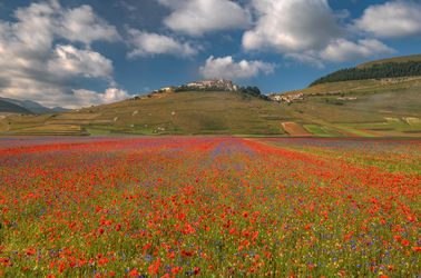 Prairies fleuries des monts Sibyllins