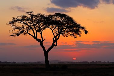 L'arbre acacia