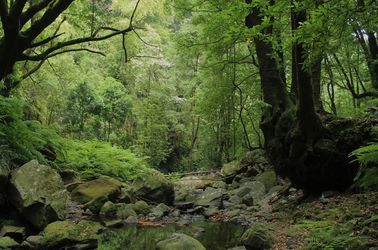 La forêt Laurissilva