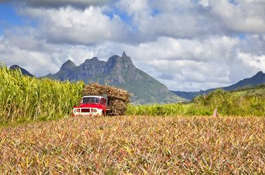 Les plantations de cannes à sucre