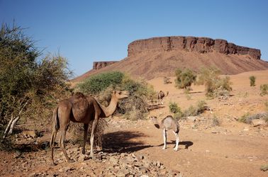 Chameaux dans les oasis de l'Adrar
