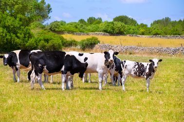 Vaches frisonnes