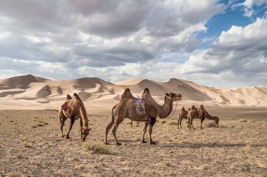 Chameaux sur les dunes de Khongoryn