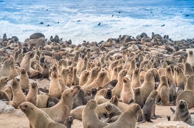 Cape Cross, réserve de phoques