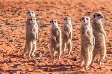 Suricates dans le désert du Kalahari