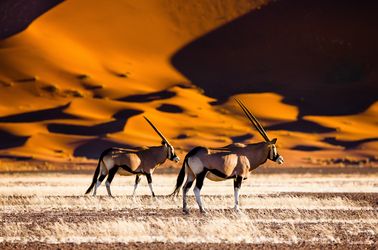 Antilopes dans le désert Sossusvlei