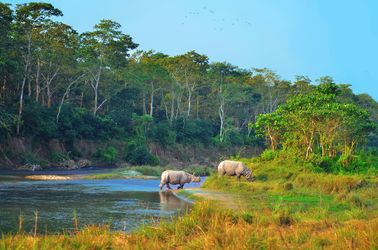 Rhinocéros du parc national de Chitwan