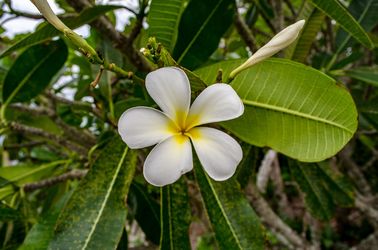 La fleur de frangipanier