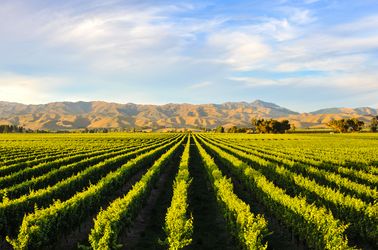 Vignobles à Blenheim