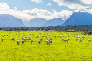 Moutons dans le  parc national de Fiordland