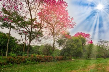 Le Lapacho ou arbre sacré des Incas