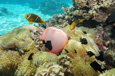 Faune marine dans la baie de Cook 