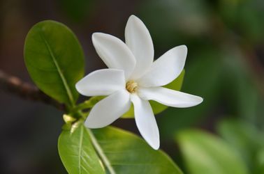 Fleur de Tiaré