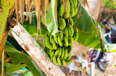 La banane de République dominicaine