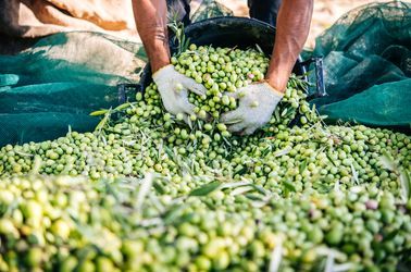 Huile d'olive sicilienne