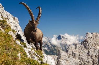 Bouquetin des Alpes juliennes