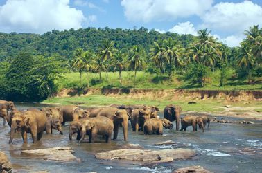 Orphelinat des éléphants de Pinnawala