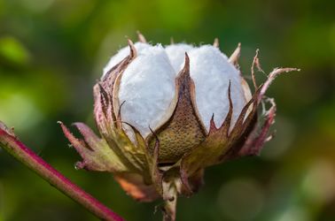 Culture de coton