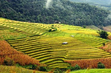 Les rizières de Chiang Mai