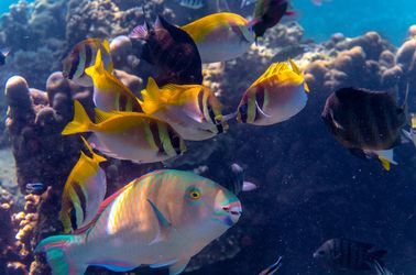 Les fonds marins de Koh Tao