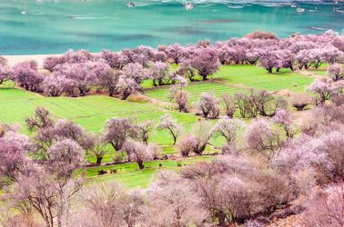 Théiers près de Nyingchi