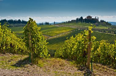 Les vignobles de Chianti