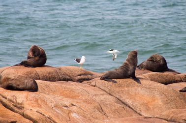 Lions de mer de l'île de Los Lobos