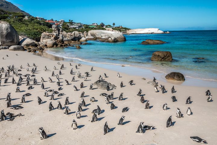 plage Boulders Beach