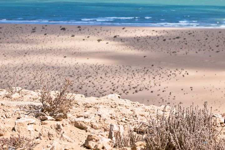 plage White Beach - Guelmim